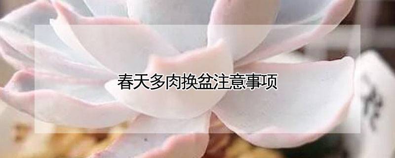 春天多肉换盆注意事项