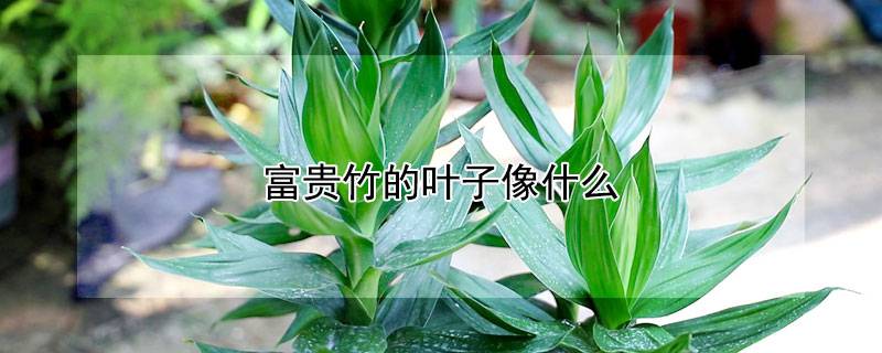 富贵竹的叶子像什么