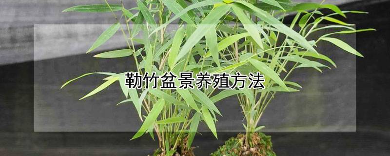 勒竹盆景养殖方法