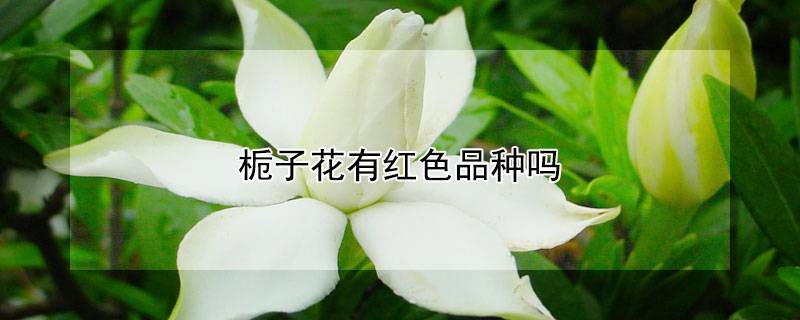 栀子花有红色品种吗