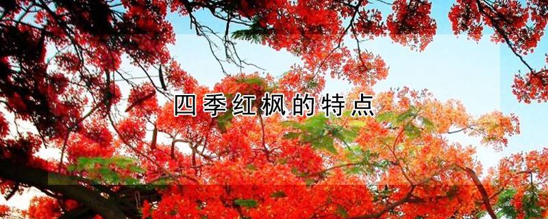 四季红枫的特点