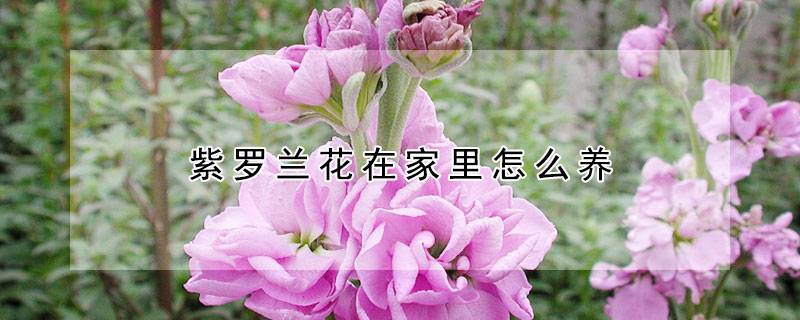 紫罗兰花在家里怎么养