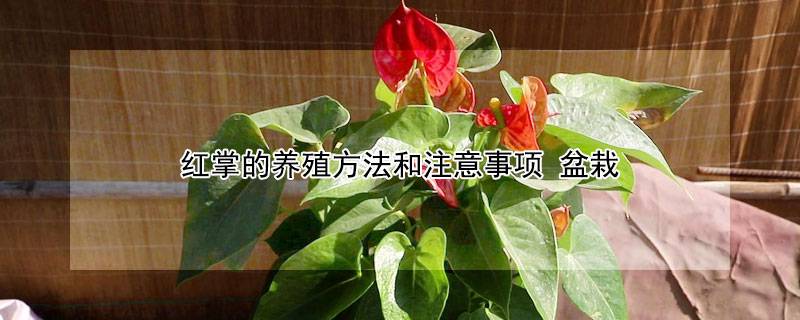 红掌的养殖方法和注意事项 盆栽