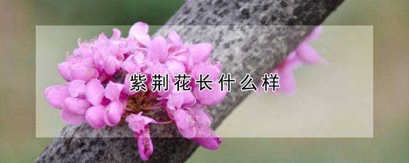 紫荆花长什么样