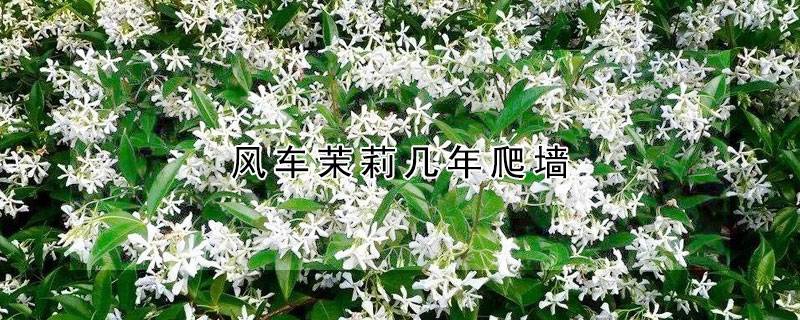 风车茉莉几年爬墙