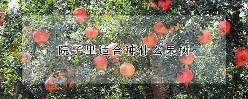 院子里适合种什么果树