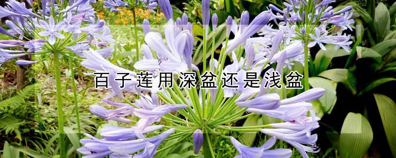 百子莲用深盆还是浅盆