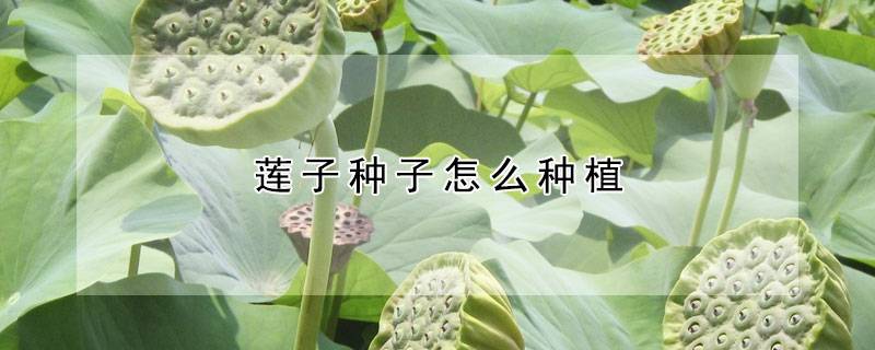 莲子种子怎么种植