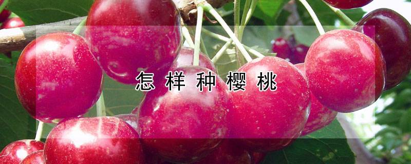 怎样种樱桃