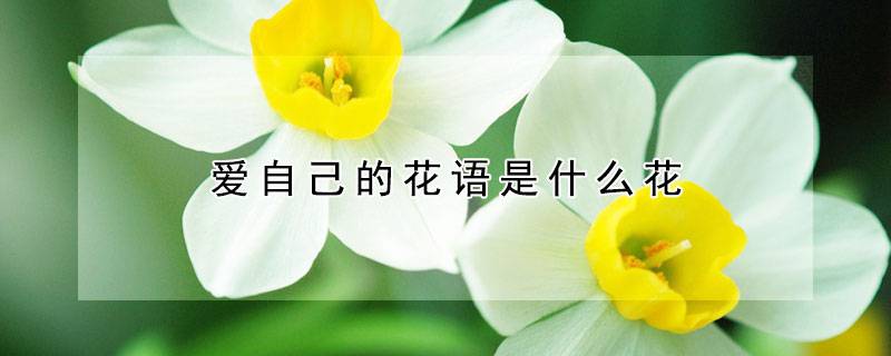 爱自己的花语是什么花