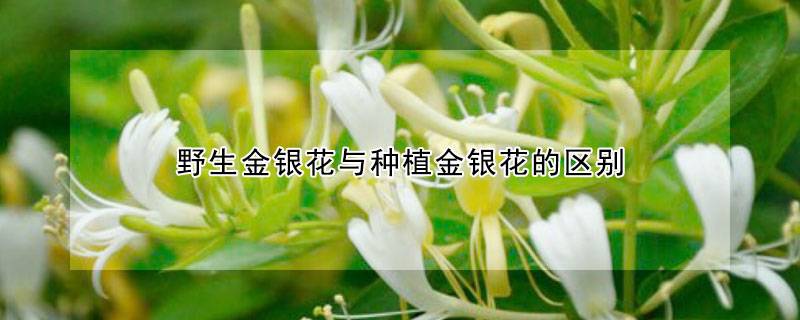 野生金银花与种植金银花的区别