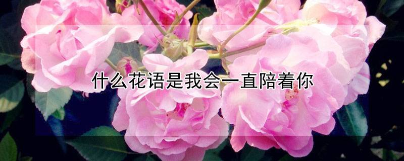 什么花语是我会一直陪着你