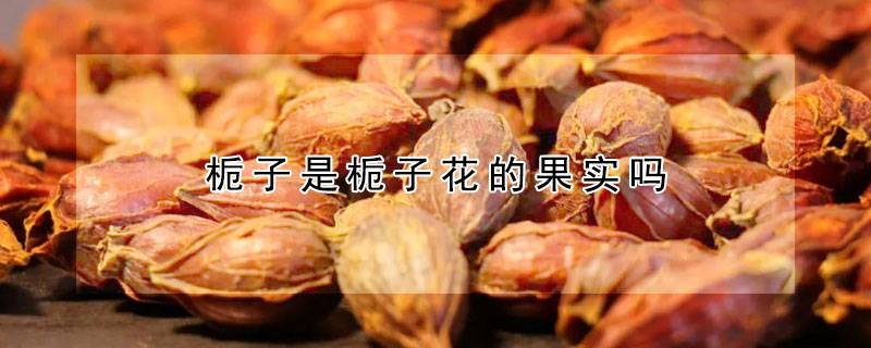 栀子是栀子花的果实吗