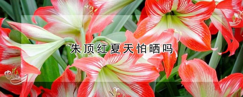 朱顶红夏天怕晒吗