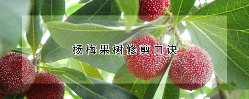 杨梅果树修剪口诀