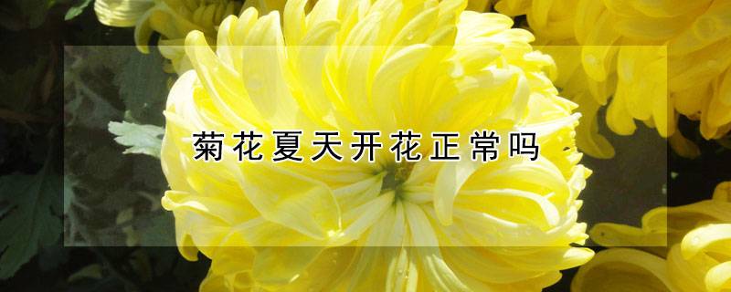 菊花夏天开花正常吗