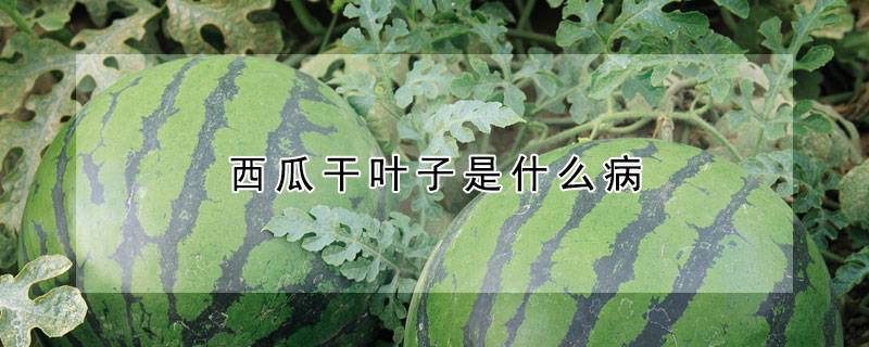 西瓜干叶子是什么病