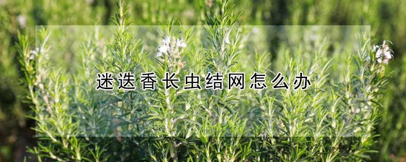迷迭香长虫结网怎么办
