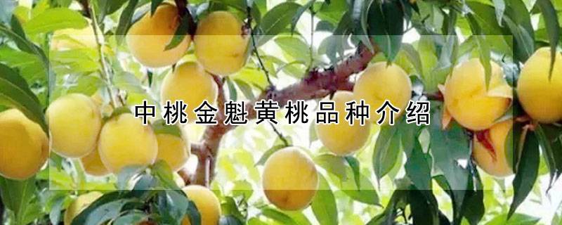 中桃金魁黄桃品种介绍