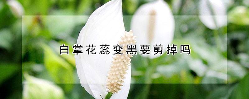 白掌花蕊变黑要剪掉吗