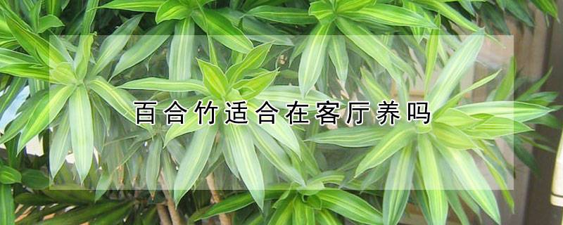 百合竹适合在客厅养吗