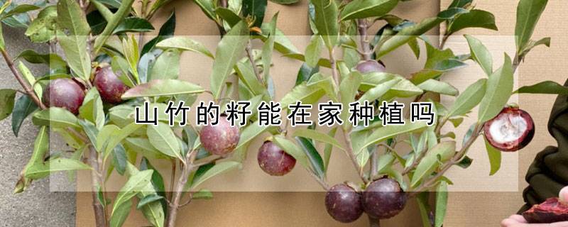 山竹的籽能在家种植吗