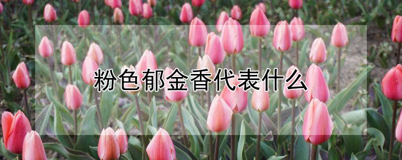 粉色郁金香代表什么
