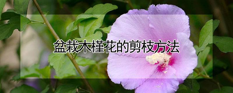 盆栽木槿花的剪枝方法