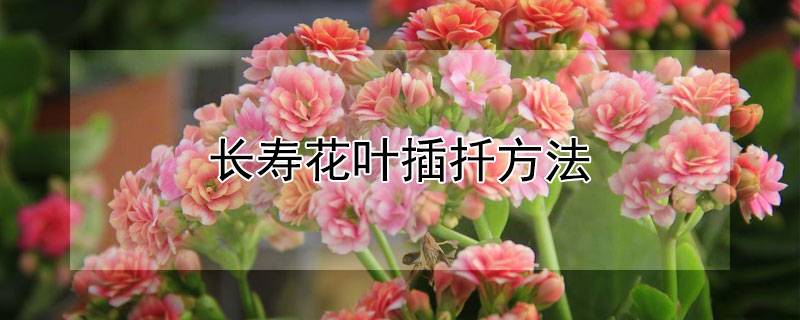 长寿花叶插扦方法