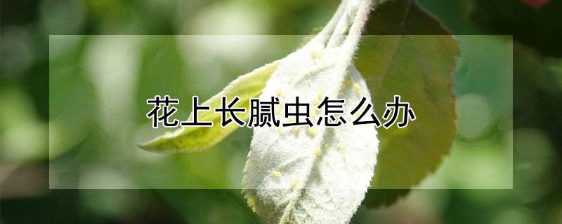 花上长腻虫怎么办