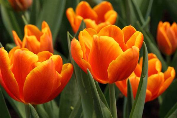 橙色郁金香花语