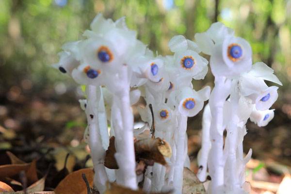 水晶兰花语