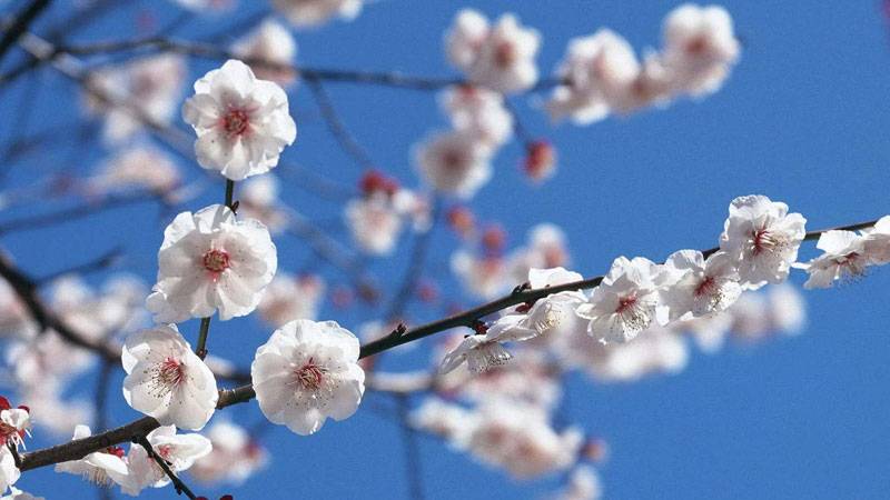 腊梅的花语