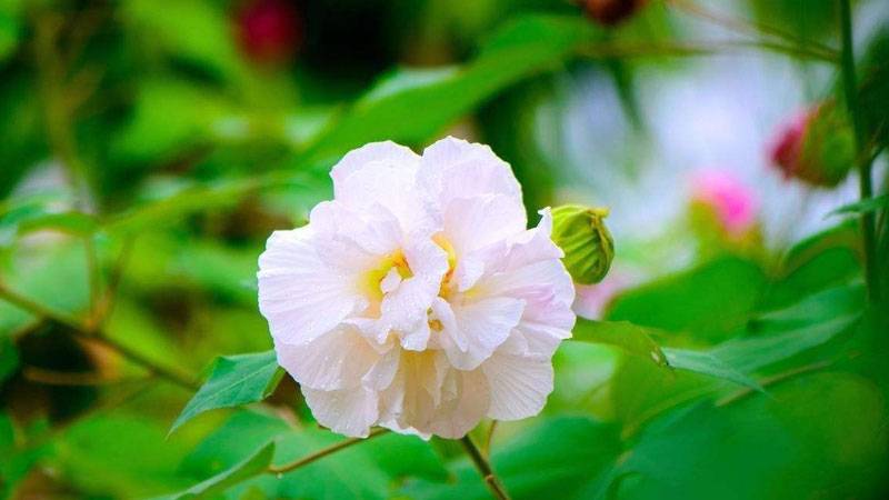 木芙蓉变色的原因