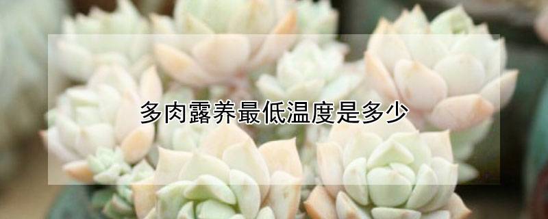 多肉露养最低温度是多少