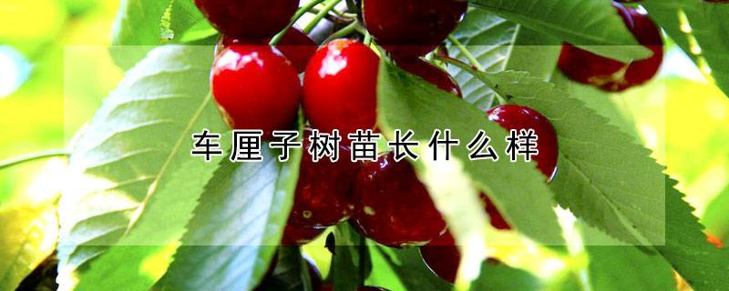 车厘子树苗长什么样