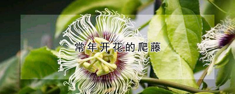 常年开花的爬藤