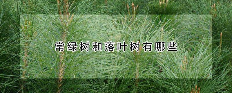 常绿树和落叶树有哪些