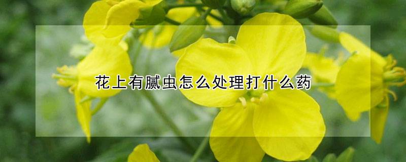 花上有腻虫怎么处理打什么药