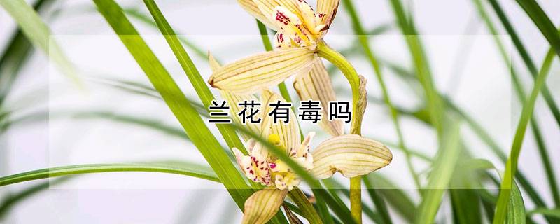兰花有毒吗