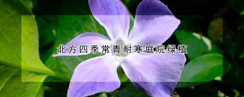 北方四季常青耐寒庭院绿植