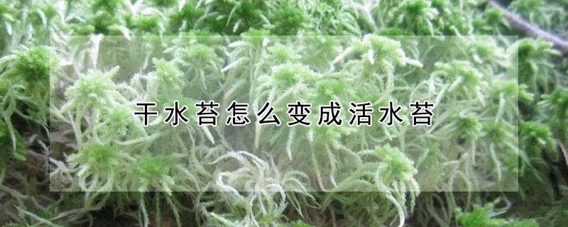 干水苔怎么变成活水苔