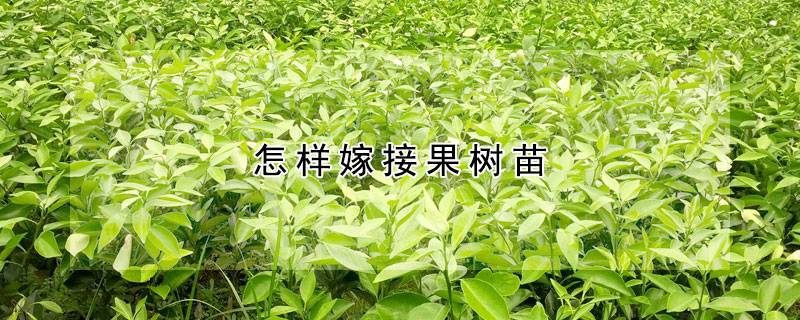 怎样嫁接果树苗