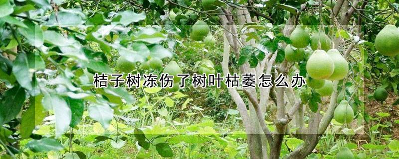 桔子树冻伤了树叶枯萎怎么办