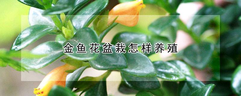 金鱼花盆栽怎样养殖