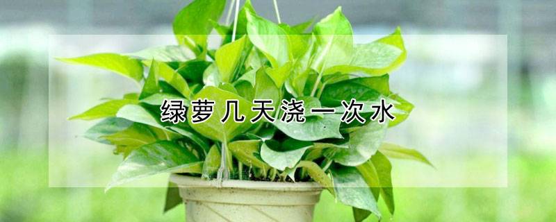 绿萝几天浇一次水