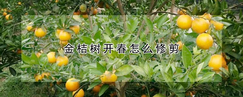 金桔树开春怎么修剪
