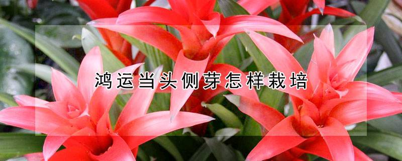 鸿运当头侧芽怎样栽培