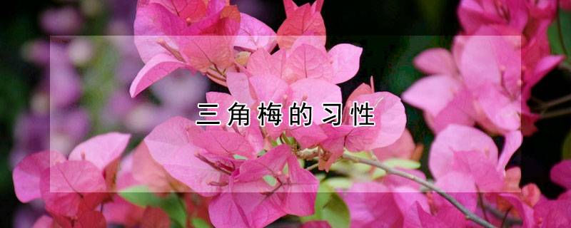 三角梅的习性
