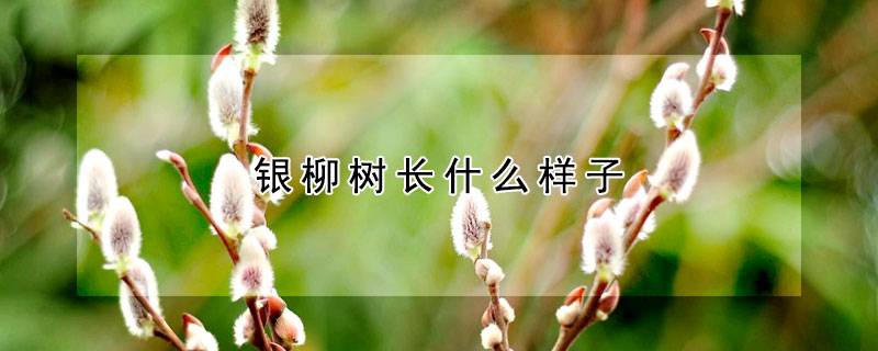 银柳树长什么样子
